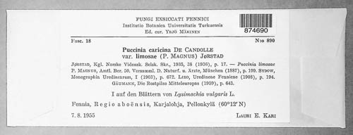 Puccinia caricina image